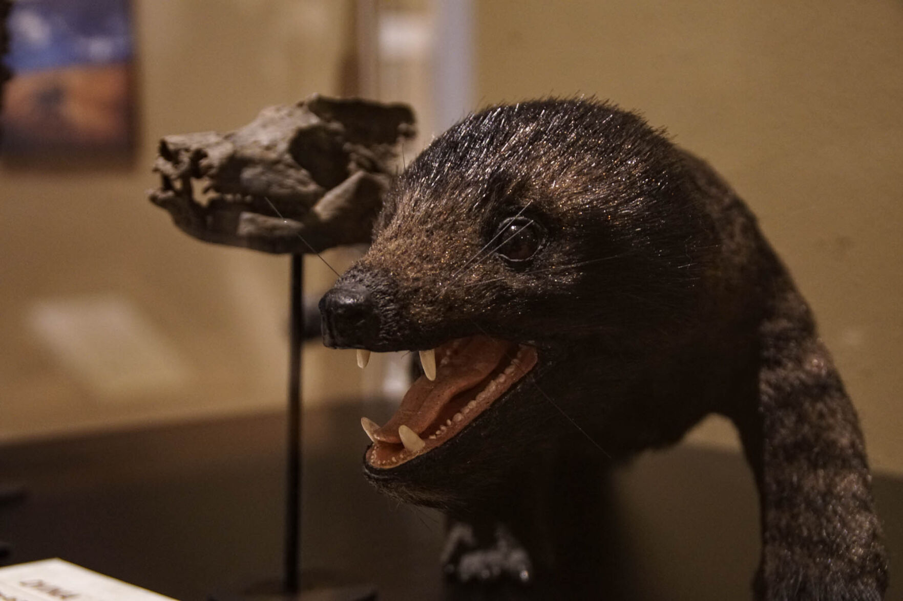 Fossil and replica